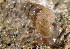  (Chondropoma dentatum - UF437828A)  @14 [ ] CreativeCommons - Attribution Non-Commercial Share-Alike (2011) John Slapcinsky Florida Museum of Natural History