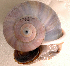  (Tropidophora sp. 043JS - UF441971A)  @11 [ ] CreativeCommons - Attribution Non-Commercial Share-Alike (2011) John Slapcinsky Florida Museum of Natural History