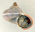  (Tropidophora sp. 044JS - UF442858a)  @14 [ ] CreativeCommons - Attribution Non-Commercial Share-Alike (2011) John Slapcinsky Florida Museum of Natural History
