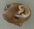  (Daedalochila uvulifera - UF444662A)  @11 [ ] CreativeCommons - Attribution Non-Commercial Share-Alike (2011) John Slapcinsky Florida Museum of Natural History