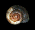  (Vallonia cyclophorella - UF444743A)  @12 [ ] CreativeCommons - Attribution Non-Commercial Share-Alike (2011) Unspecified Florida Museum of Natural History