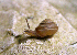  (Praticolella griseola - UF445017A)  @11 [ ] CreativeCommons - Attribution Non-Commercial Share-Alike (2011) John Slapcinsky Florida Museum of Natural History