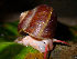  (Incidostoma carmioli - UF445026A)  @11 [ ] CreativeCommons - Attribution Non-Commercial Share-Alike (2011) John Slapcinsky Florida Museum of Natural History