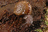  (Helminthoglypta umbilicata - UF446034B)  @15 [ ] CreativeCommons - Attribution Non-Commercial (2011) John Slapcinsky Florida Museum of Natural History