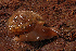  (Vespericola pinicola - UF446048B)  @11 [ ] CreativeCommons - Attribution Non-Commercial (2011) John Slapcinsky Florida Museum of Natural History