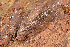  (Anadeninae - UF446057A)  @14 [ ] CreativeCommons - Attribution Non-Commercial (2011) John Slapcinsky Florida Museum of Natural History