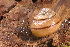  (Helminthoglypta arrosa - UF446060A)  @16 [ ] CreativeCommons - Attribution Non-Commercial (2011) John Slapcinsky Florida Museum of Natural History