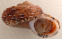  (Tropidophora humberti - UF447868A)  @11 [ ] CreativeCommons - Attribution Non-Commercial Share-Alike (2011) John Slapcinsky Florida Museum of Natural History