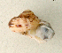  (Tropidophora articulata - UF448438a)  @11 [ ] CreativeCommons - Attribution Non-Commercial Share-Alike (2011) John Slapcinsky Florida Museum of Natural History