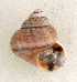  (Tropidophora fimbriata - UF448441b)  @12 [ ] CreativeCommons - Attribution Non-Commercial Share-Alike (2011) John Slapcinsky Florida Museum of Natural History