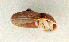  (Tropidophora lamarcki - UF448448a)  @12 [ ] CreativeCommons - Attribution Non-Commercial Share-Alike (2011) John Slapcinsky Florida Museum of Natural History