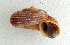  (Tropidophora sp. 200JS - UF448450a)  @13 [ ] CreativeCommons - Attribution Non-Commercial Share-Alike (2011) John Slapcinsky Florida Museum of Natural History