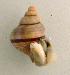  (Tropidophora consocia - UF448451a)  @14 [ ] CreativeCommons - Attribution Non-Commercial Share-Alike (2011) John Slapcinsky Florida Museum of Natural History