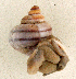  (Tropidophora sp. 010JS - UF448456a)  @11 [ ] CreativeCommons - Attribution Non-Commercial Share-Alike (2011) John Slapcinsky Florida Museum of Natural History