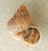  (Tropidophora vesconis - UF448459a)  @13 [ ] CreativeCommons - Attribution Non-Commercial Share-Alike (2011) John Slapcinsky Florida Museum of Natural History