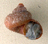  (Tropidophora reticulata - UF448464a)  @12 [ ] CreativeCommons - Attribution Non-Commercial Share-Alike (2011) John Slapcinsky Florida Museum of Natural History