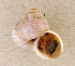  (Tropidophora philippiana - UF448467a)  @14 [ ] CreativeCommons - Attribution Non-Commercial Share-Alike (2011) John Slapcinsky Florida Museum of Natural History