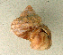  (Tropidophora pulchra - UF448472a)  @11 [ ] CreativeCommons - Attribution Non-Commercial Share-Alike (2011) John Slapcinsky Florida Museum of Natural History