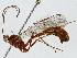  (Enicospilus capensis - BIOUG91299-C09)  @11 [ ] CreativeCommons - Attribution (2022) CBG Photography Group Centre for Biodiversity Genomics