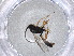  ( - CBG-A00963-G12)  @11 [ ] CreativeCommons - Attribution (2023) Centre for Biodiversity Genomics Centre for Biodiversity Genomics