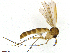  (Exechiopsis hammi - TROM-TSZD-JKJ-100478)  @13 [ ] CreativeCommons - Attribution Non-Commercial Share-Alike (2015) Unspecified Tromso University Museum