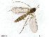  (Anatella sp - TROM-TSZD-JKJ-100489)  @11 [ ] CreativeCommons - Attribution Non-Commercial Share-Alike (2015) Unspecified Tromso University Museum