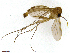  (Exechiopsis forcipata - TROM-TSZD-JKJ-100516)  @14 [ ] CreativeCommons - Attribution Non-Commercial Share-Alike (2015) Unspecified Tromso University Museum