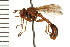  (Conopidae - LP00123)  @16 [ ] CreativeCommons - Attribution (2009) Unspecified Centre for Biodiversity Genomics