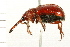  (Merhynchites bicolor - 08BBCOL-0248)  @14 [ ] CreativeCommons - Attribution (2008) Unspecified Centre for Biodiversity Genomics