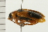  (Phyllobrotica decorata - 08BBCOL-0551)  @13 [ ] CreativeCommons - Attribution (2008) Unspecified Centre for Biodiversity Genomics