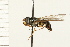  (Dasysyrphus laticaudus - DIPT 0011.02)  @13 [ ] CreativeCommons - Attribution (2008) Unspecified Centre for Biodiversity Genomics