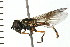  (Platycheirus granditarsis - 08BBDIP-0949)  @16 [ ] CreativeCommons - Attribution (2008) Unspecified Centre for Biodiversity Genomics