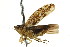  (Prescottia lobata - HLC-17477)  @15 [ ] CreativeCommons - Attribution (2011) CBG Photography Group Centre for Biodiversity Genomics