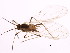  (Hyperomyzus picridis - BIOUG00806-A02)  @12 [ ] CreativeCommons - Attribution (2011) CBG Photography Group Centre for Biodiversity Genomics