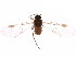  (Anoeciinae - BIOUG00806-A04)  @14 [ ] CreativeCommons - Attribution (2011) CBG Photography Group Centre for Biodiversity Genomics