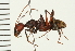 (Camponotus aurocinctus - LP00271)  @15 [ ] CreativeCommons - Attribution (2009) Unspecified Centre for Biodiversity Genomics
