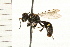  (Clitemnestra bipunctata - HYMN 0011.02)  @14 [ ] CreativeCommons - Attribution (2008) Unspecified Centre for Biodiversity Genomics