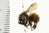  (Bombus sylvicola - 08BBHYM-0339)  @15 [ ] CreativeCommons - Attribution (2009) Unspecified Centre for Biodiversity Genomics