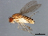  (Drosophila busckii - 08TTML-1073)  @15 [ ] CreativeCommons - Attribution (2010) CBG Photography Group Centre for Biodiversity Genomics