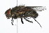  (Polleniidae - 08TTML-0587)  @15 [ ] CreativeCommons - Attribution (2009) Unspecified Centre for Biodiversity Genomics