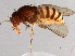  (Drosophila paramelanica - 08TTML-2110)  @15 [ ] CreativeCommons - Attribution (2010) CBG Photography Group Centre for Biodiversity Genomics