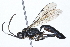  (Coelichneumon navus - 08TTML-0309)  @14 [ ] CreativeCommons - Attribution (2009) Unspecified Centre for Biodiversity Genomics