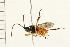  (Microgaster sp - 08TTML-0051)  @14 [ ] CreativeCommons - Attribution (2008) Unspecified Centre for Biodiversity Genomics