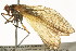 (Choristidae - BIOUG02847-D03)  @14 [ ] CreativeCommons - Attribution (2012) CBG Photography Group Centre for Biodiversity Genomics