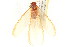  (Zootermopsis laticeps - BIOUG02847-G10)  @12 [ ] CreativeCommons - Attribution (2012) CBG Photography Group Centre for Biodiversity Genomics