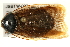  (Pycnoscelus surinamensis - JSBTW-003)  @14 [ ] CreativeCommons - Attribution (2010) Unspecified Centre for Biodiversity Genomics