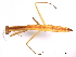  (Tenodera sinensis - BIOUG00863-A10)  @14 [ ] CreativeCommons - Attribution (2011) CBG Photography Group Centre for Biodiversity Genomics
