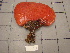  (Polyzoinae - SPN13-001)  @11 [ ] CreativeCommons - Attribution Non-Commercial Share-Alike (2013) SAIAB SAIAB
