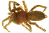  (Chaetopelma olivaceum - 04-KADIR-C05)  @14 [ ] CreativeCommons - Attribution (2010) Gergin Blagoev, Centre for Biodiversity Genomics Centre for Biodiversity Genomics