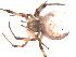  (Latrodectus pallidus - BIOUG00161-E07)  @13 [ ] Copyright  G. Blagoev 2010 Unspecified